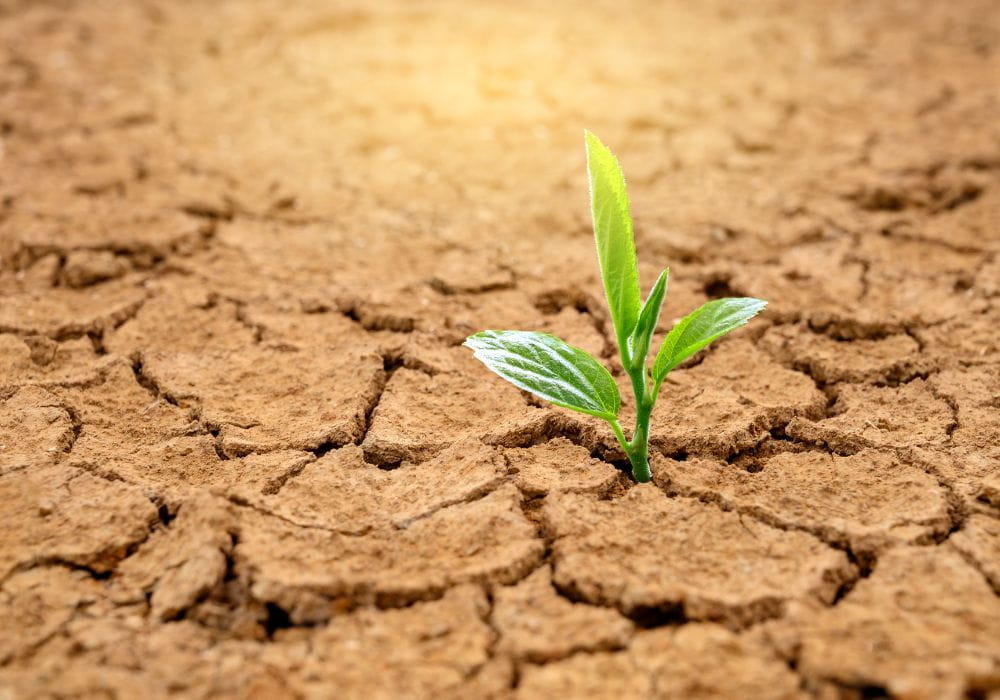 Trehalose: The Ingredient Helping Skin Survive Modern Stress